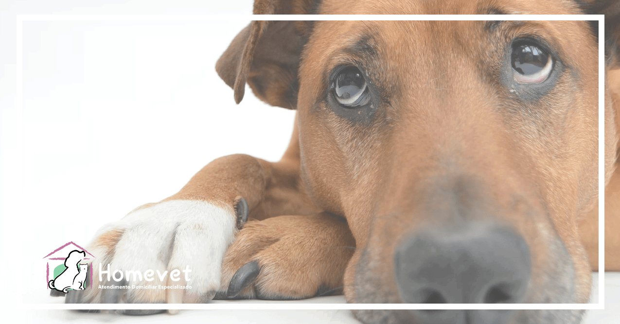 Como descobrir se seu cãozinho está doente